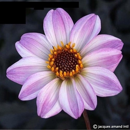 Buy Dahlia 'Bishop of Leicester' Tubers online UK