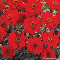 Buy Dahlia 'Bishop of Llandaff' Tubers online UK