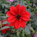 Buy Dahlia 'Bishop of Llandaff' online UK