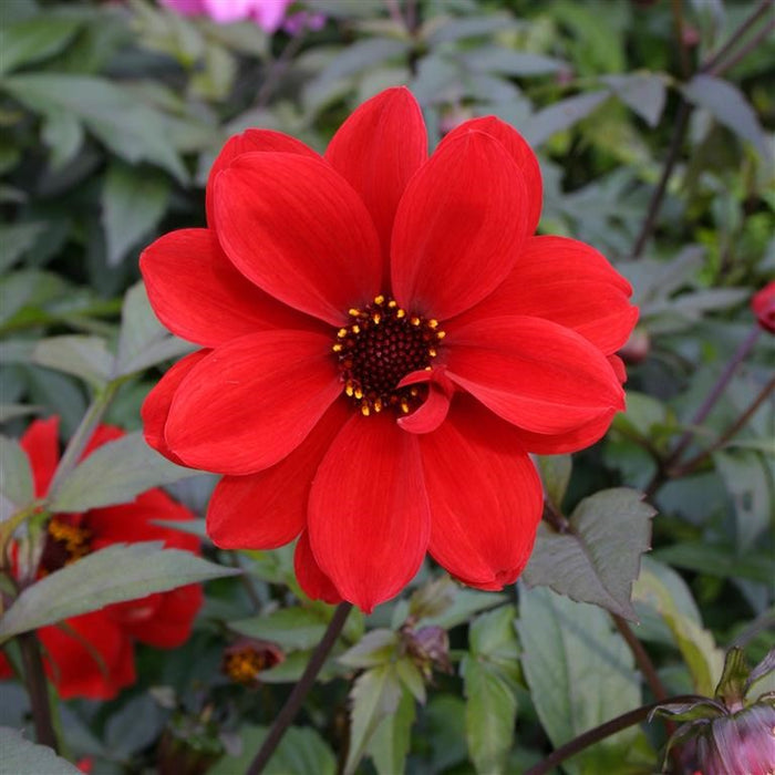 Buy Dahlia 'Bishop of Llandaff' online UK