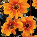 Buy Dahlia 'Bishop of Oxford' Tubers online UK