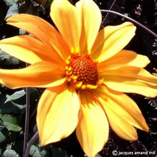Buy Dahlia 'Bishop of York' Tubers online UK