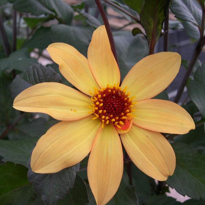Buy Dahlia 'Bishop of York' online UK