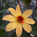Buy Dahlia 'Bishop of York' online UK