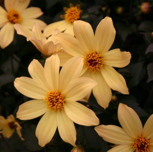 Buy Dahlia 'Bishop of York' online UK