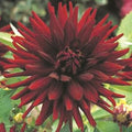 Buy Dahlia 'Black Cat' Tubers online UK