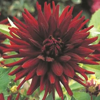 Buy Dahlia 'Black Cat' Tubers online UK