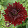 Buy Dahlia 'Black Touch' Tubers online UK