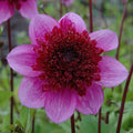 Buy Dahlia 'Blue Bayou' Tubers online UK