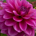 Buy Dahlia 'Bodille' Tubers online UK