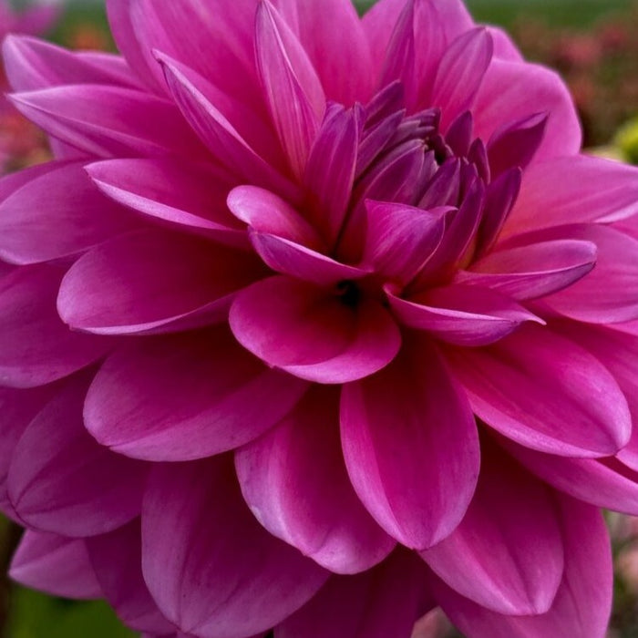Buy Dahlia 'Bodille' Tubers online UK