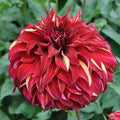 Buy Dahlia 'Bohemian Spartacus' Tubers online UK