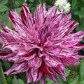 Buy Dahlia 'Bristol Stripe' Tubers online UK
