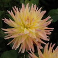 Buy Dahlia 'Cabana Banana' Tubers online UK