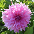 Buy Dahlia 'Cafe au Lait Rose' Tubers online UK