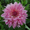 Buy Dahlia 'Cafe au Lait Royal' Tubers online UK