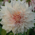 Buy Dahlia 'Cafe au Lait' Tubers online UK