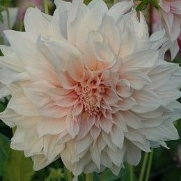 Buy Dahlia 'Cafe au Lait' Tubers online UK