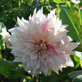 Buy Dahlia 'Cafe au Lait Twist' Tubers online UK