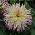 Buy Dahlia 'Caproz Josephine' Tubers online UK