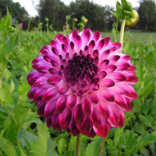 Buy Dahlia 'Caproz Pizzazz' Tubers online UK