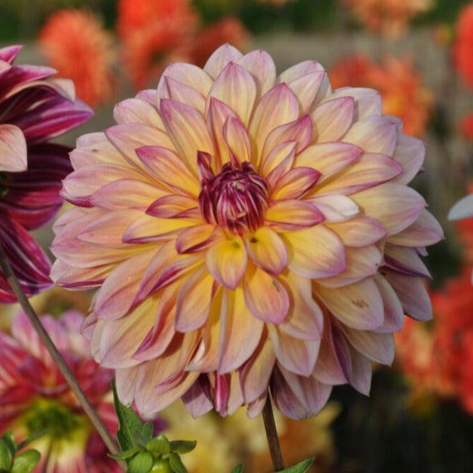 Buy Dahlia 'Caribbean Fantasy' Tubers online UK