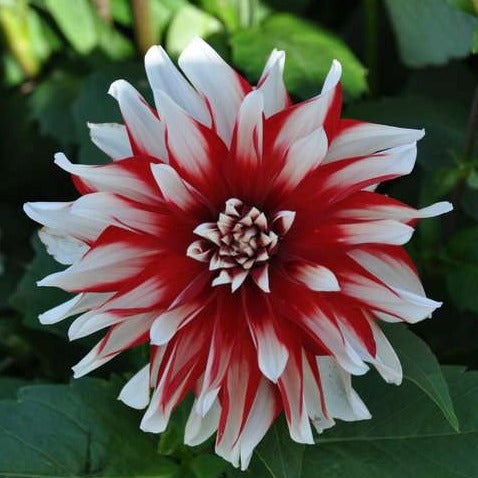 Buy Dahlia 'Catching Fire' Tubers online UK
