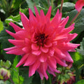 Buy Dahlia 'Cherry Cake' Tubers online UK