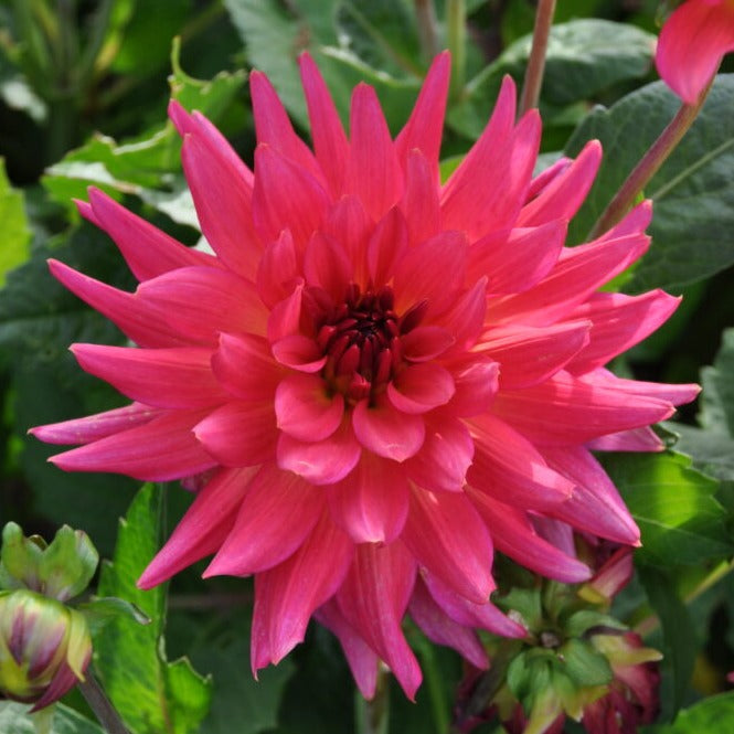 Buy Dahlia 'Cherry Cake' Tubers online UK