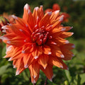 Buy Dahlia 'Colour Spectacle' Tubers online UK