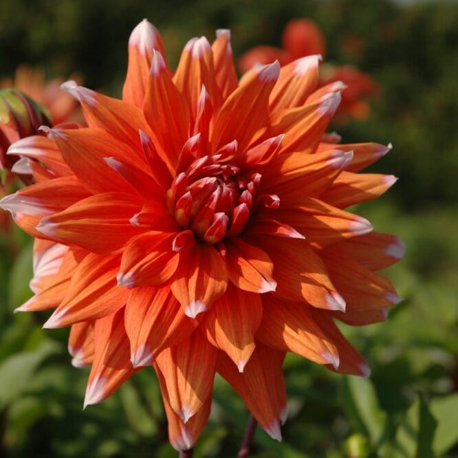 Buy Dahlia 'Colour Spectacle' Tubers online UK