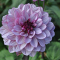Buy Dahlia 'Crème de Cassis' Tubers online UK