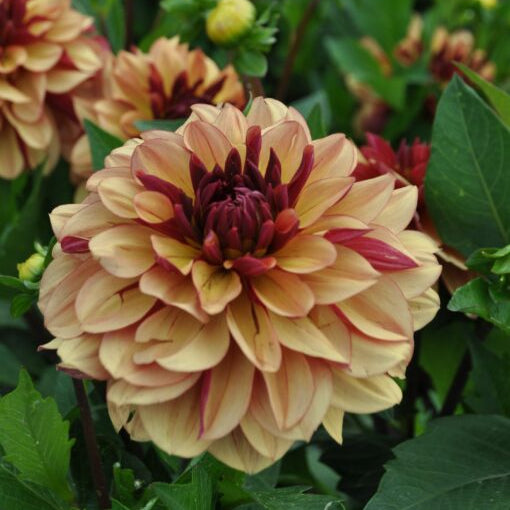 Buy Dahlia 'Crème de Cognac' Tubers online UK
