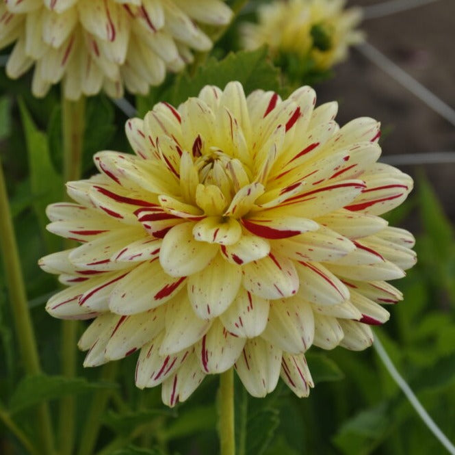 Buy Dahlia 'Crème Silence' Tubers online UK