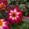 Buy Dahlia 'Dahlegria Magenta Bicolour' online UK