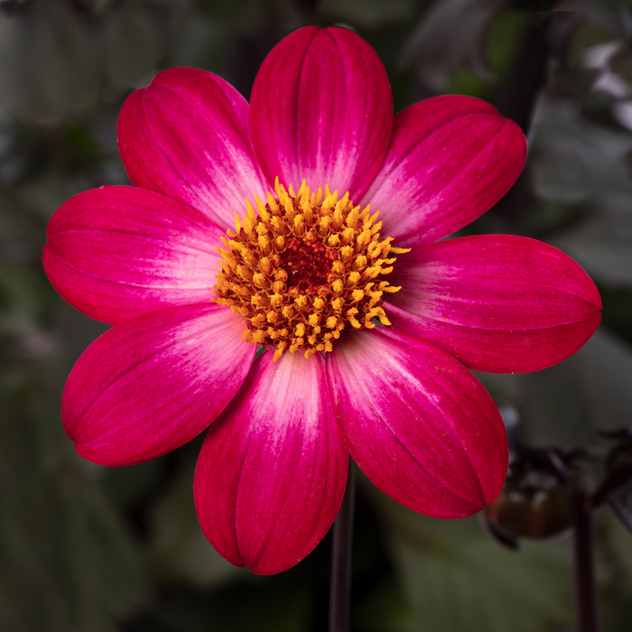Buy Dahlia 'Dahlegria Magenta Bicolour' online UK