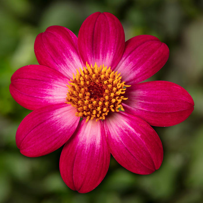 Buy Dahlia 'Dahlegria Magenta Bicolour' online UK