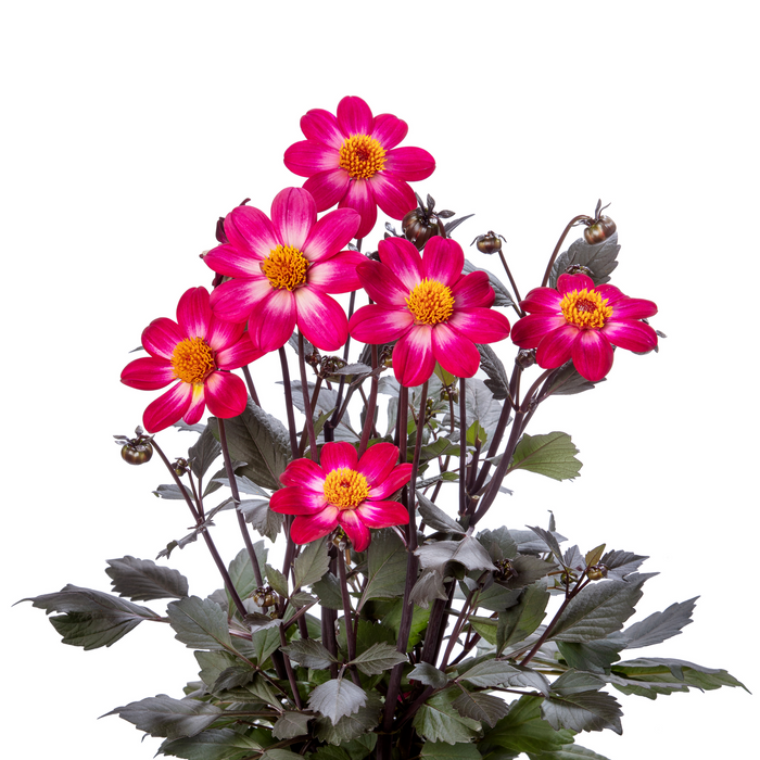 Buy Dahlia 'Dahlegria Magenta Bicolour' online UK