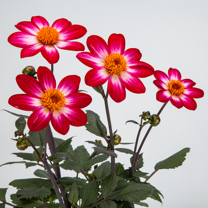 Buy Dahlia 'Dahlegria Magenta Bicolour' online UK