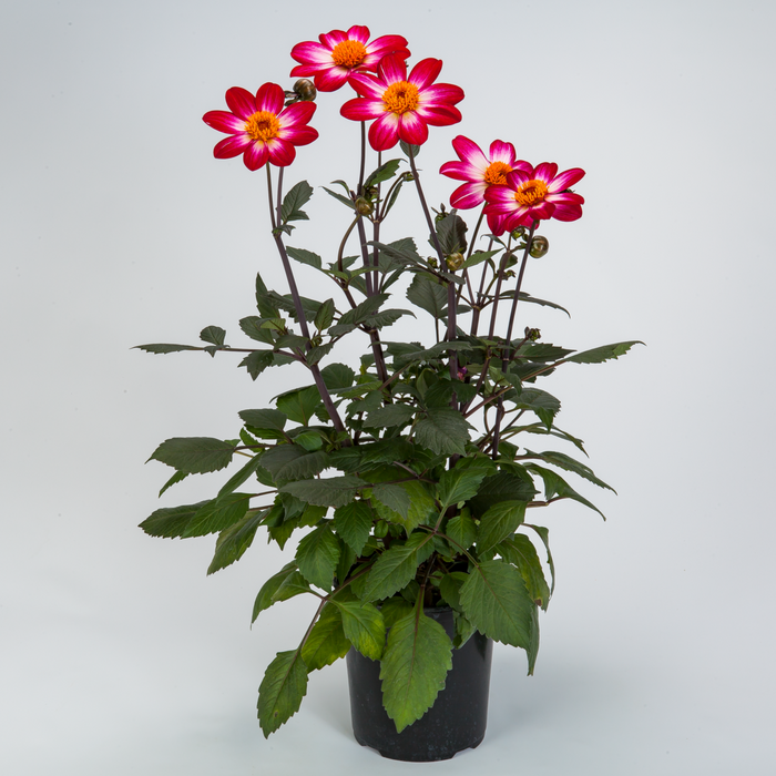 Buy Dahlia 'Dahlegria Magenta Bicolour' online UK
