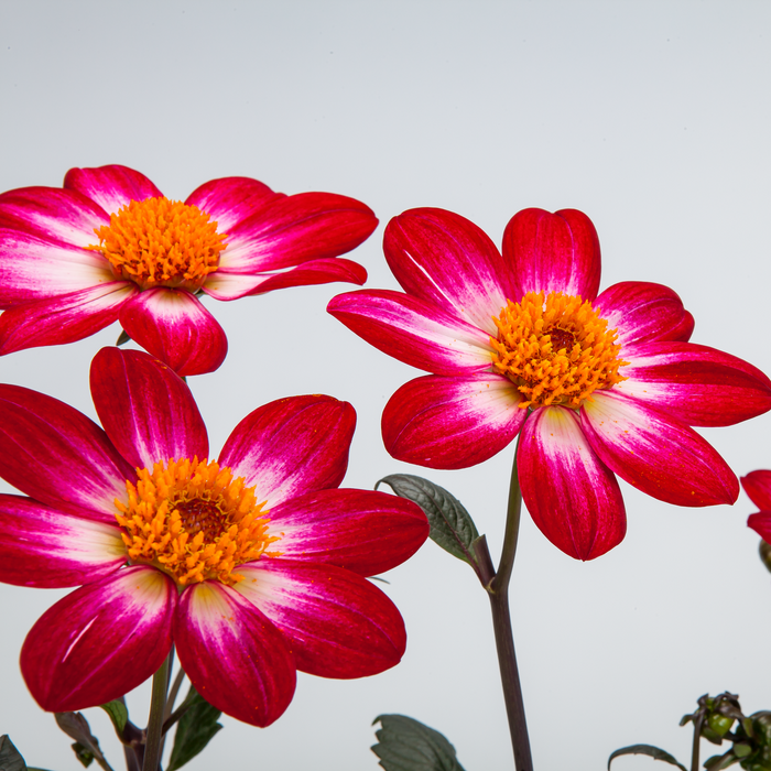 Buy Dahlia 'Dahlegria Magenta Bicolour' online UK