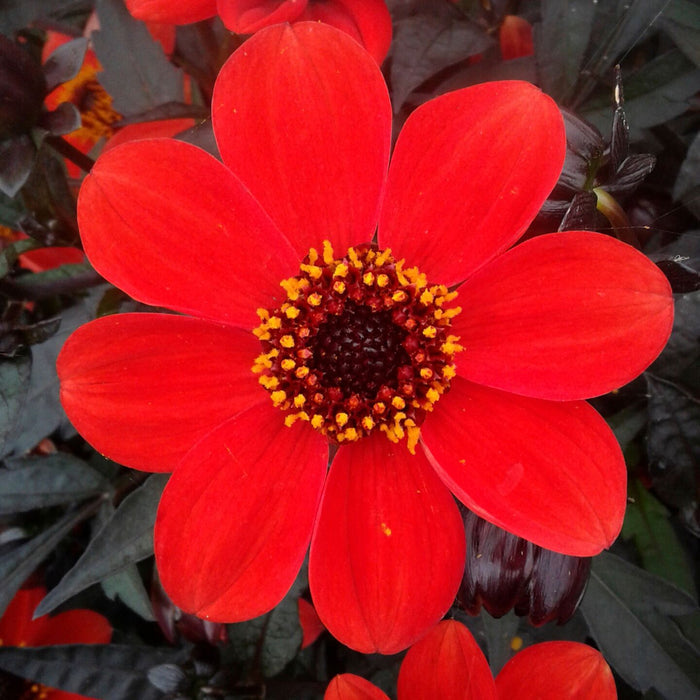 Buy Dahlia 'Dahlegria Orange' online UK