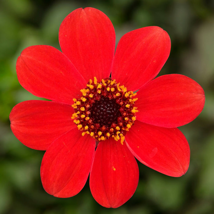 Buy Dahlia 'Dahlegria Orange' online UK