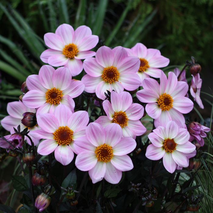 Buy Dahlia 'Dahlegria Pink Flame' online UK