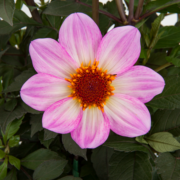 Buy Dahlia 'Dahlegria Pink Flame' online UK