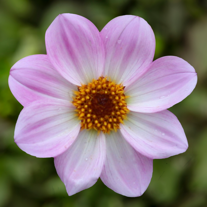 Buy Dahlia 'Dahlegria Pink Flame' online UK