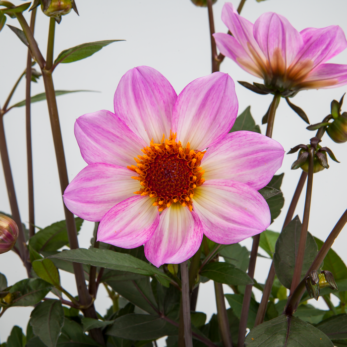 Buy Dahlia 'Dahlegria Pink Flame' online UK