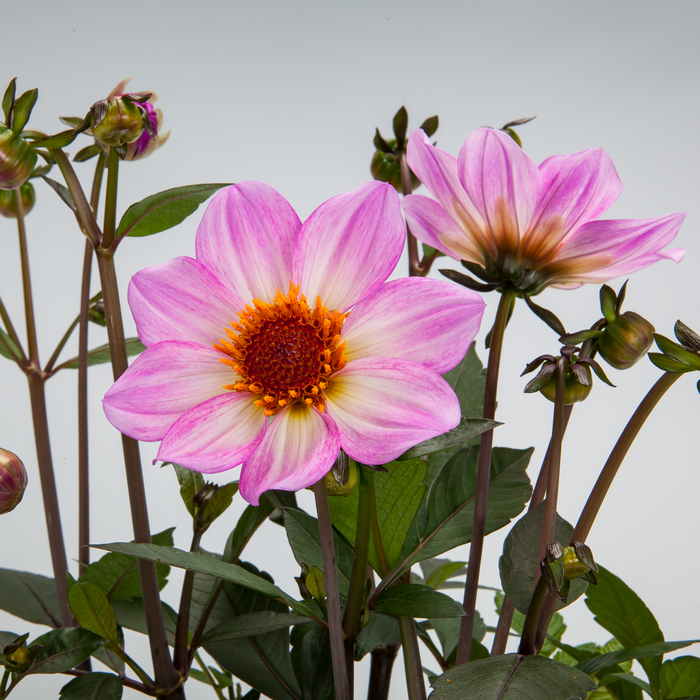 Buy Dahlia 'Dahlegria Pink Flame' online UK