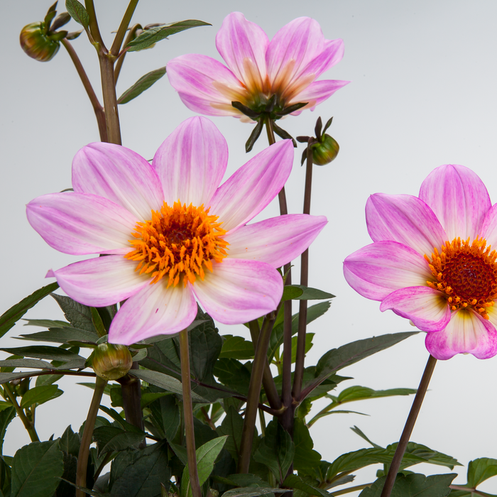 Buy Dahlia 'Dahlegria Pink Flame' online UK