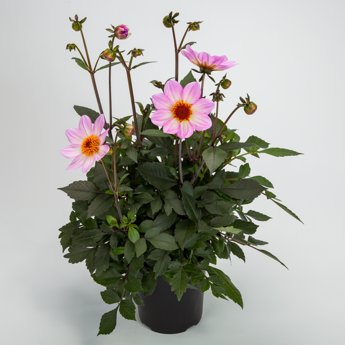 Buy Dahlia 'Dahlegria Pink Flame' online UK